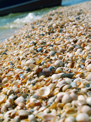 wet shells beach