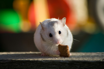 White hamster