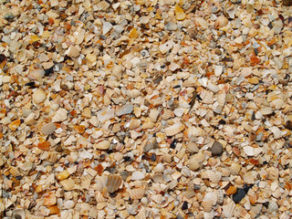 shells bits background