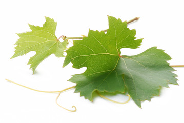 foglie d'uva