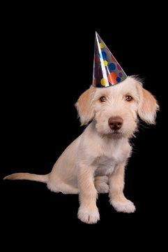 Puppy In Party Hat