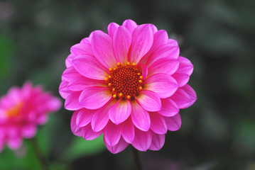 Obraz premium pink flower