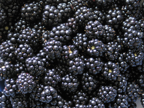 Brombeeren