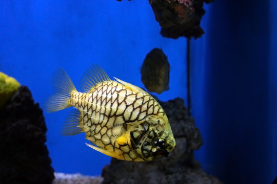 Pineapple fish