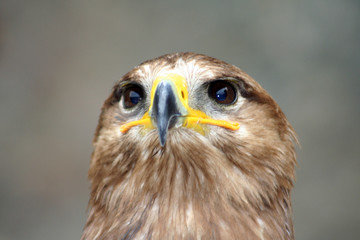 regard d'aigle