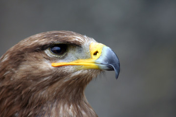 vision de l'aigle