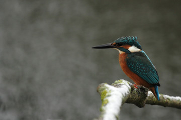 Eisvogel