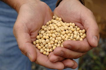 soybeans 2