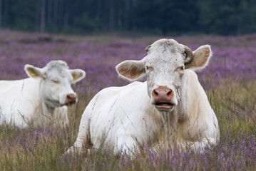 resting cow in heather