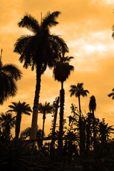 Fototapeta na wymiar Dramatic Palm Trees Silhouette
