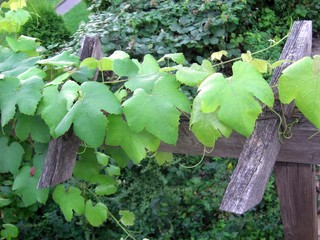 Weinrebe, Holz verwittert