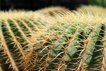 Abstract: Hairy Cactus Background