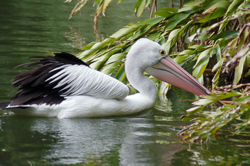 a pelican looking for food