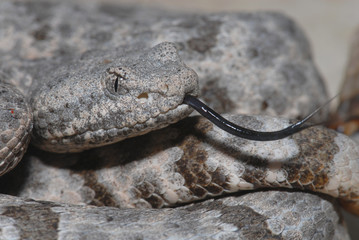 Crotalus lepidus lepidus