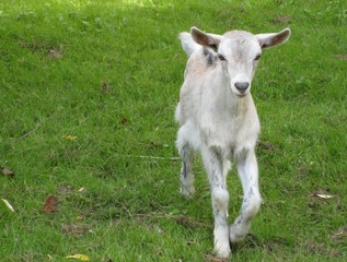 goat kid