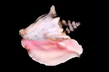 Conch shell