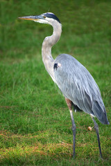 Gray Heron