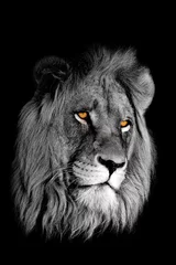 Papier Peint photo autocollant Lion Portrait de lion d& 39 Afrique (Panthera leo)
