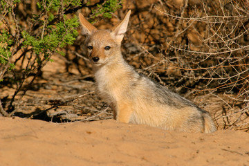 Black-backed Jackal