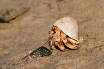 Hermit crab