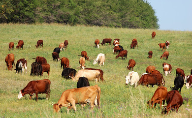 Fototapeta premium cow herd