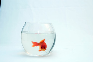  Home cat and a gold fish.