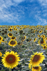 Fototapeta premium Gorgeous field of Sunflowers