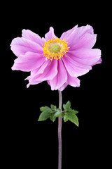 anemone