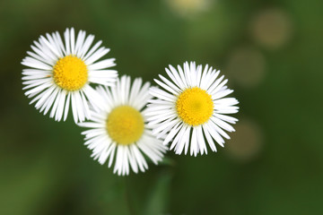 Three camomiles on green background