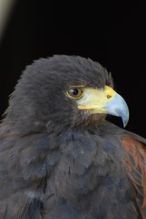 Obraz premium eagle
