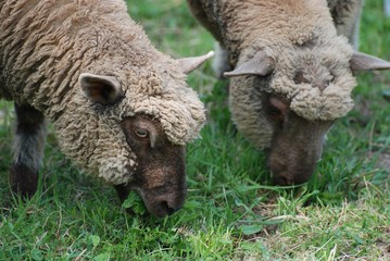 Obraz premium moutons
