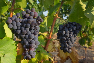 Fototapeta premium Grappes de raisins rouges dans la vigne