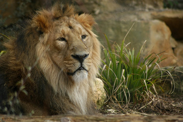 Male Asiatic Lion
