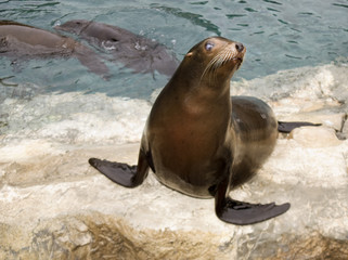 Patagonian Sea Lion