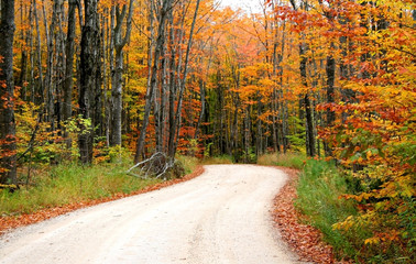 Obraz premium Road Through Autumn Trees