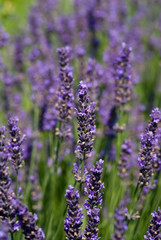 Naklejka premium Lavender