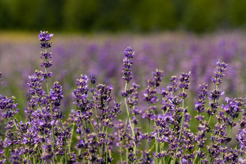 Naklejka premium Closeup of lavender