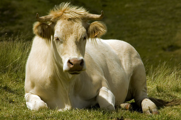 la vache de Bales