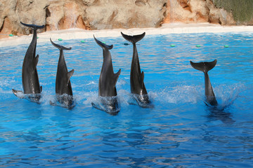 Obraz premium five dolphins jumping