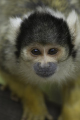 squirrel monkey