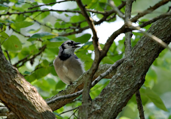 Blue Jay