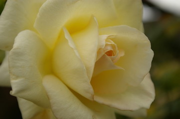 Fototapeta premium Weiße Rosenblüte