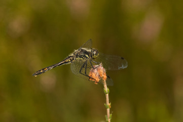 Schwarze Heidelibelle