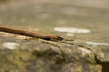 Slowworm (Anguis Fragilis)