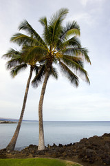 Fototapeta na wymiar Hawaiian Palms and Beach