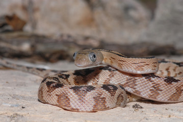 Trans Pecos Ratsnake