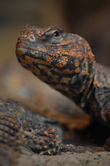 Obraz premium spiny dab lizard