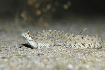 Sidewinder Rattlesnake