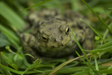 common toad