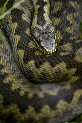 adder